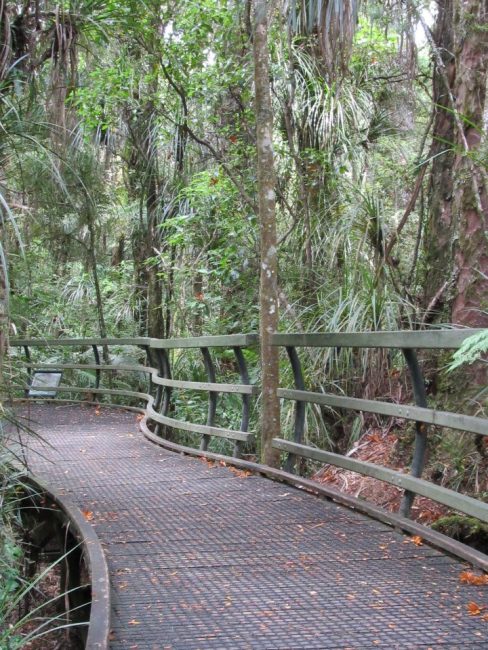 Adventure Puketi 2 488x650