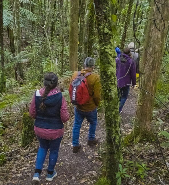 Adventure Puketi 591x650