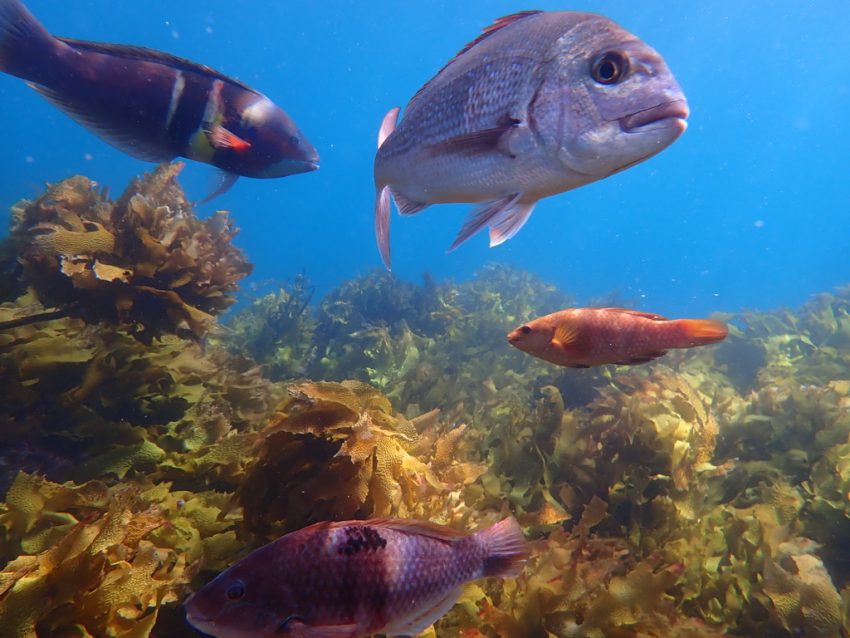 Bay of Islands Snorkelling 2 850x638