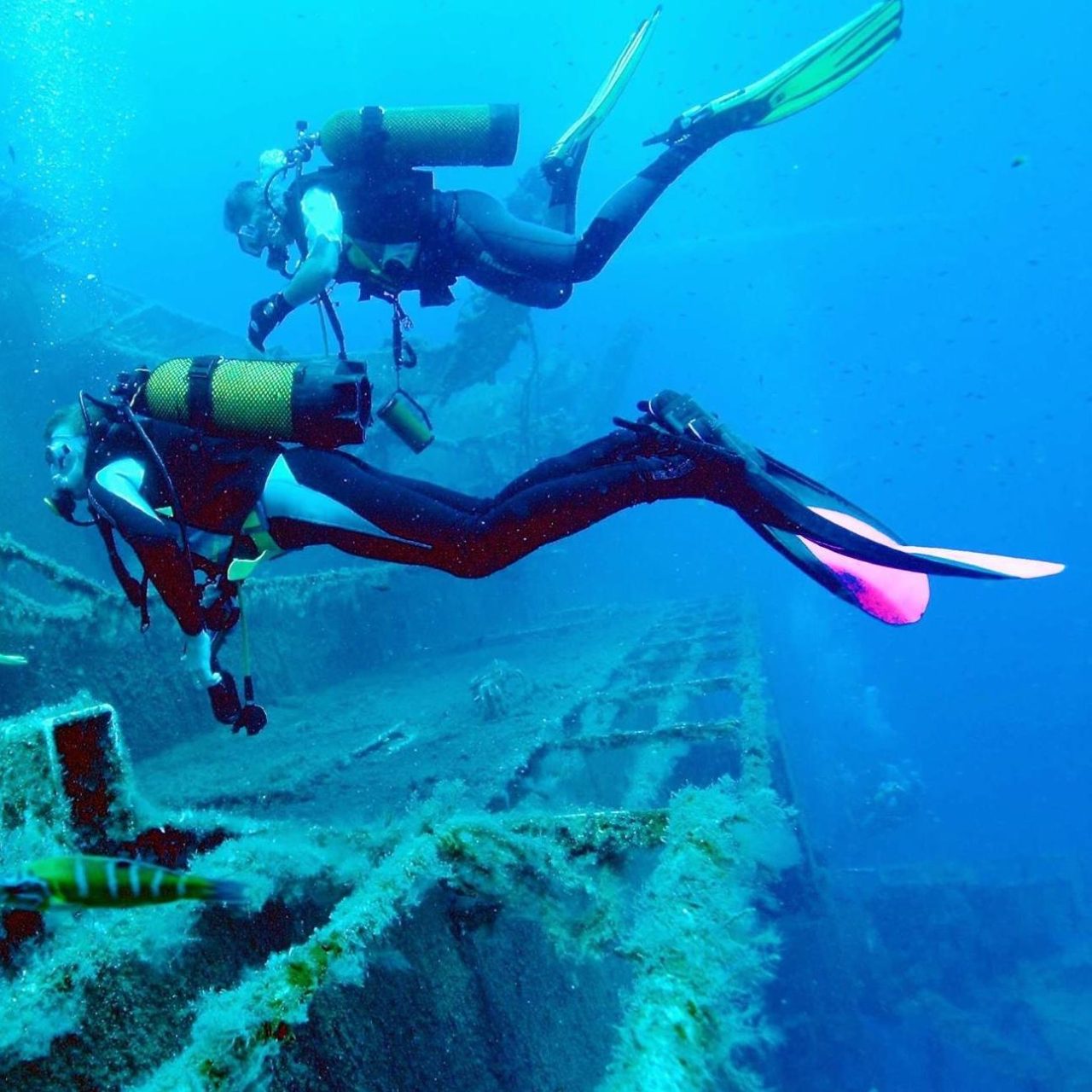 Dive Zone Bay of Islands 1280x1280