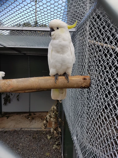 The Parrot Place 2 488x650