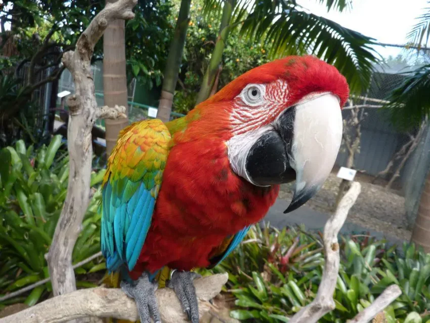 The Parrot Place 850x638