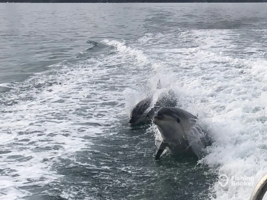 Dolphins in the Bay of Islands