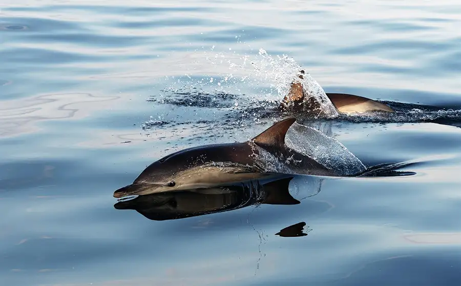 Common Dolphin found in the Bay of Islands