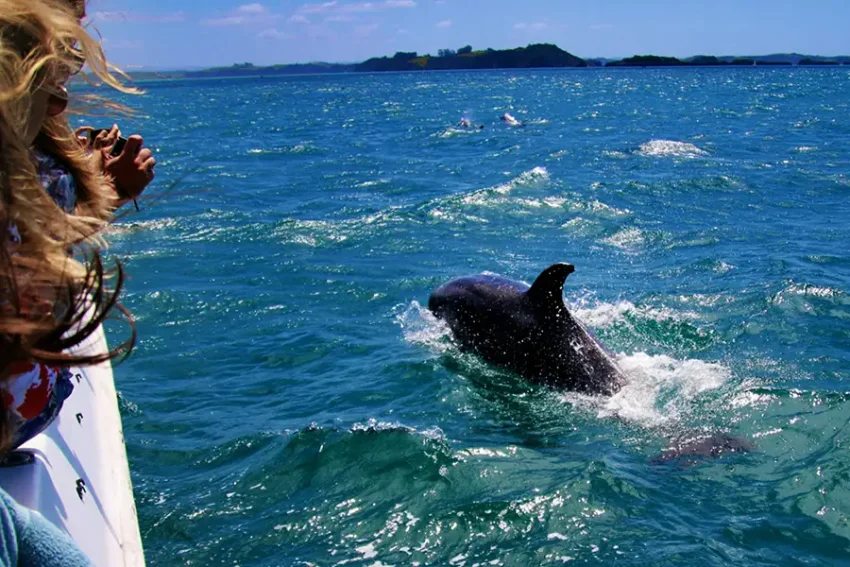 Dolphin swimming by boat