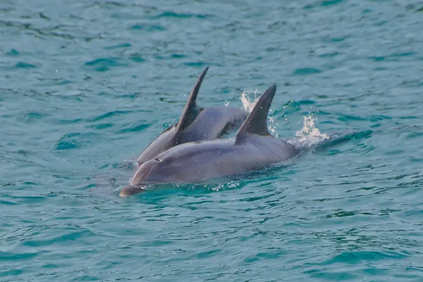 Dolphin Eco Cruise 3 850x567