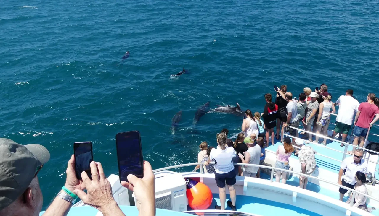 Fullers Day in the Bay Cruise 3 1280x731